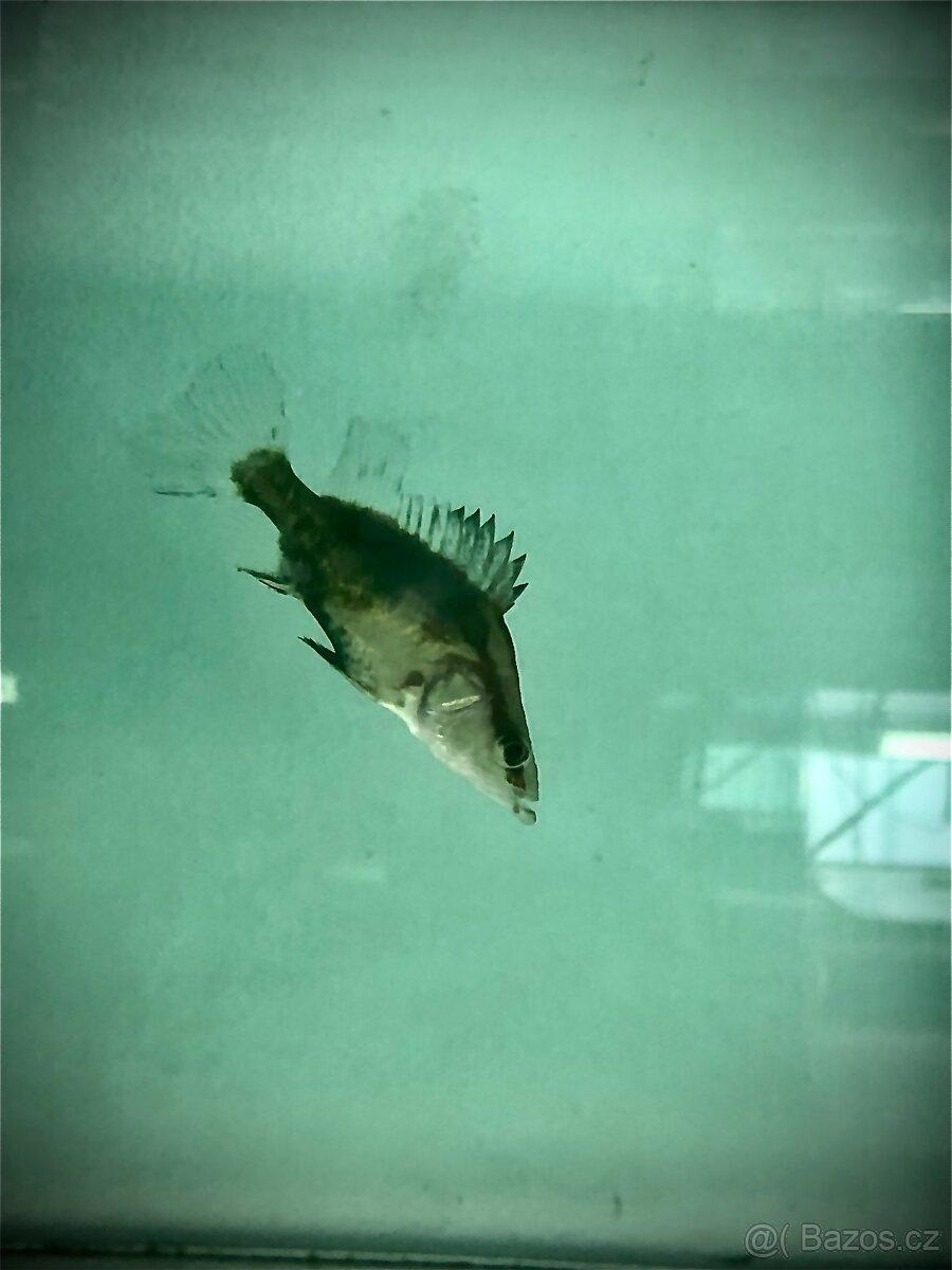 Sniperca sp.Red stripe mandarin fish