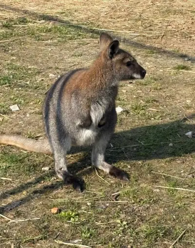 Wallaby bennettova