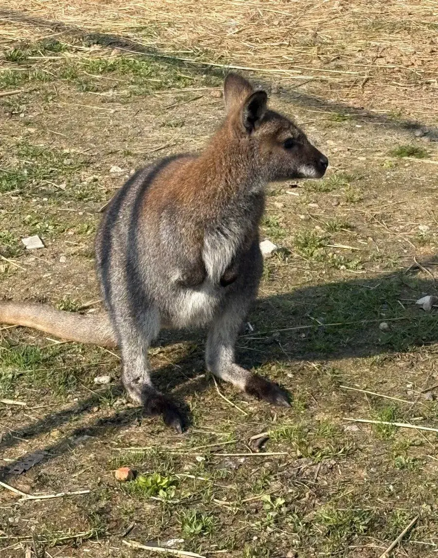 Wallaby bennettova