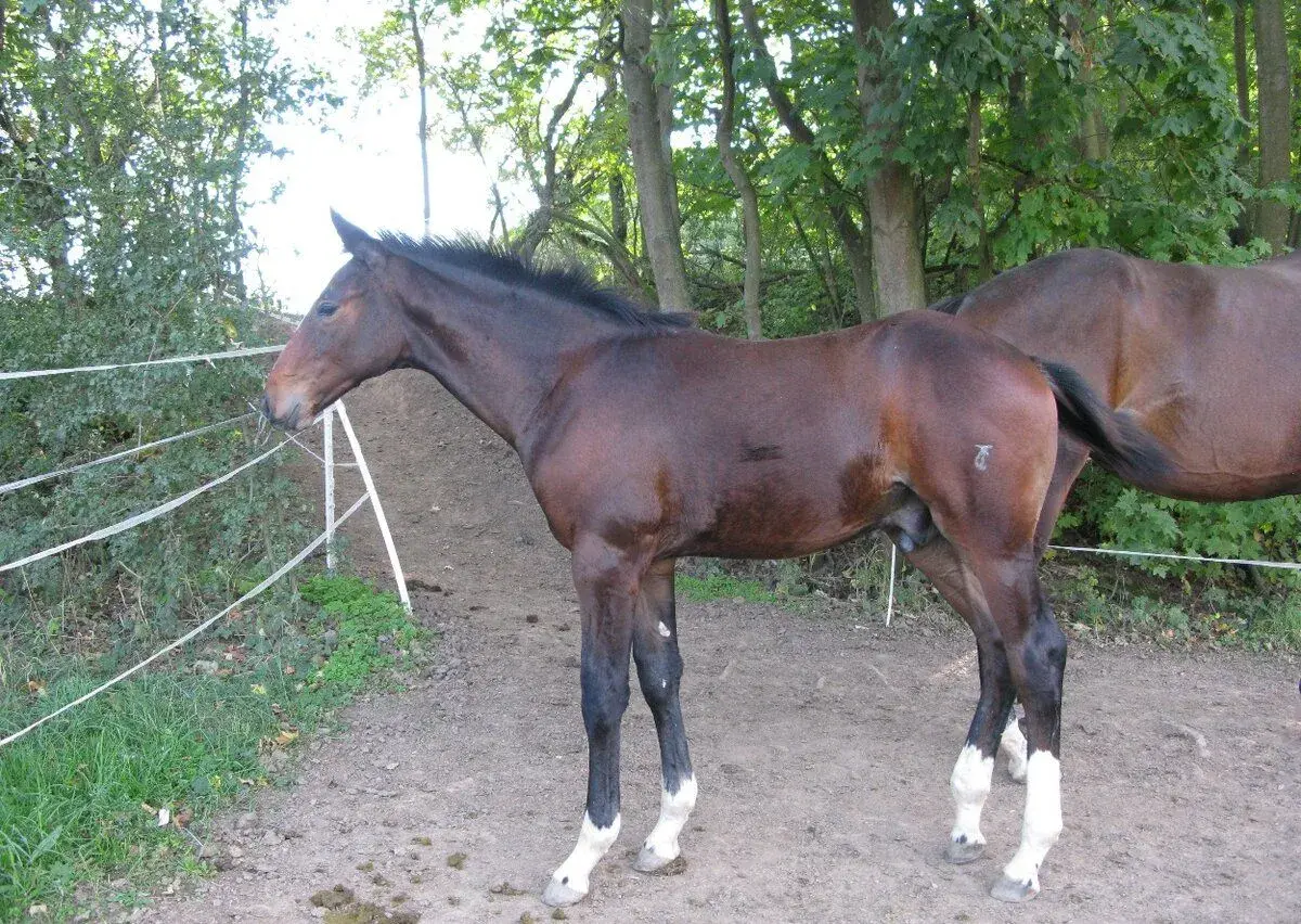 hřebeček