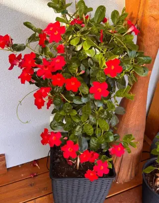 Mandevila - Dipladenia červená