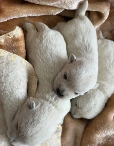🐾 Štěňátka west highland white teriéra (westík) – REZERVACE
