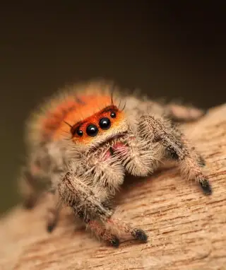 Phidippus regius Everglades