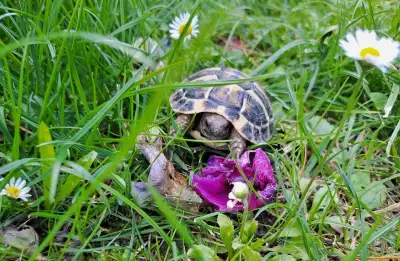 Suchozemská želva, rozvoz a terária