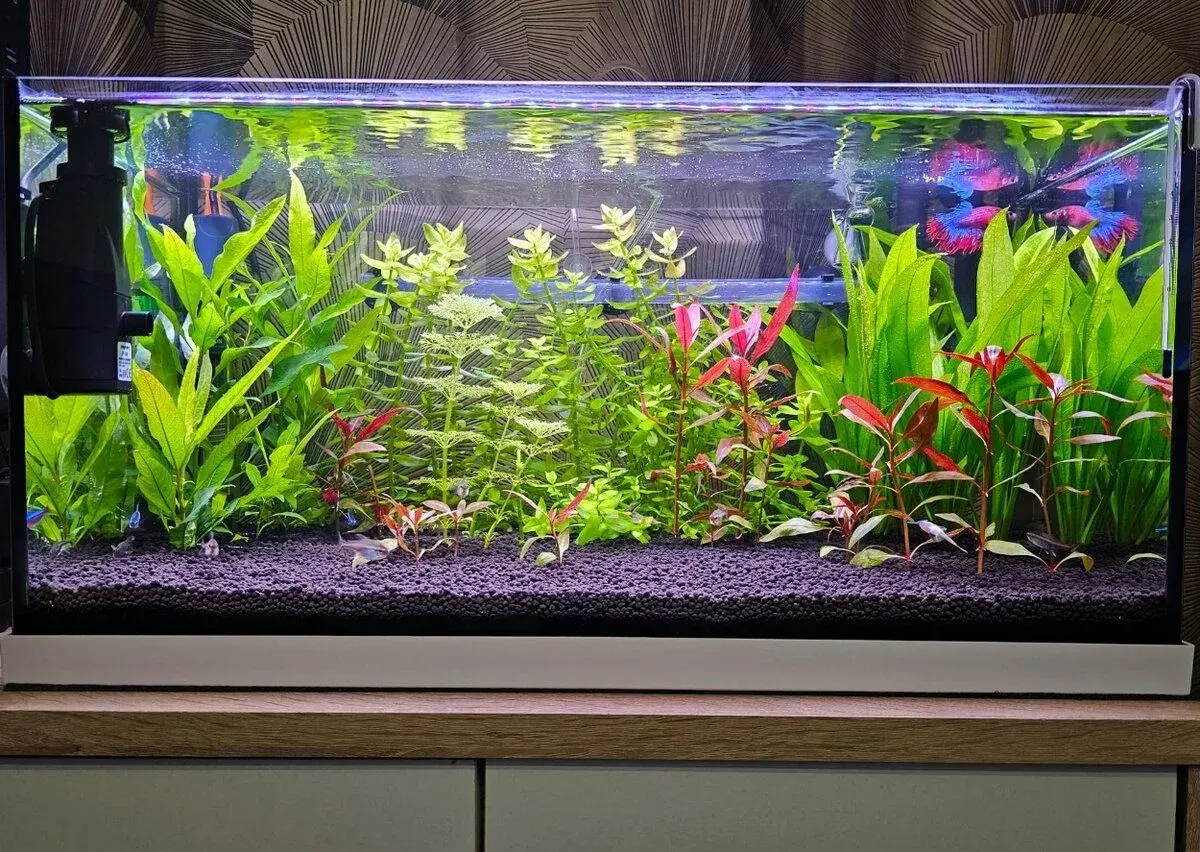 AKVÁRIUM 60 x 30 x 30 / 54L EHEIM + PŘÍSLUŠENSTVÍ