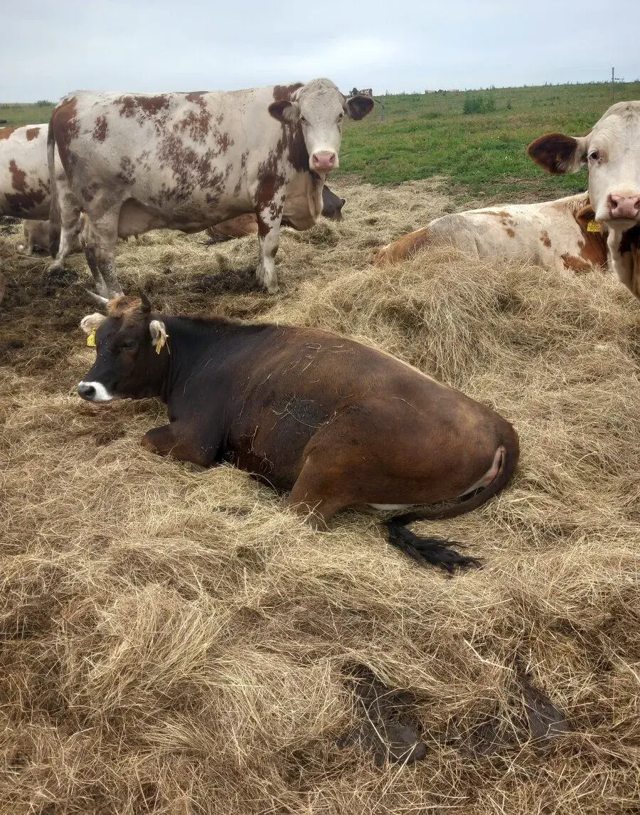 Vysokobřezí jalovice Brown Swiss