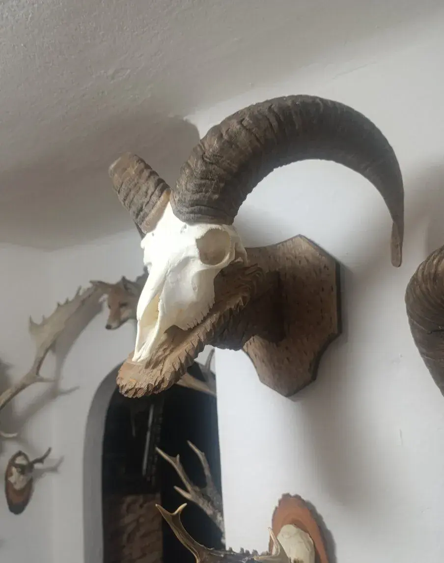 Muflon
