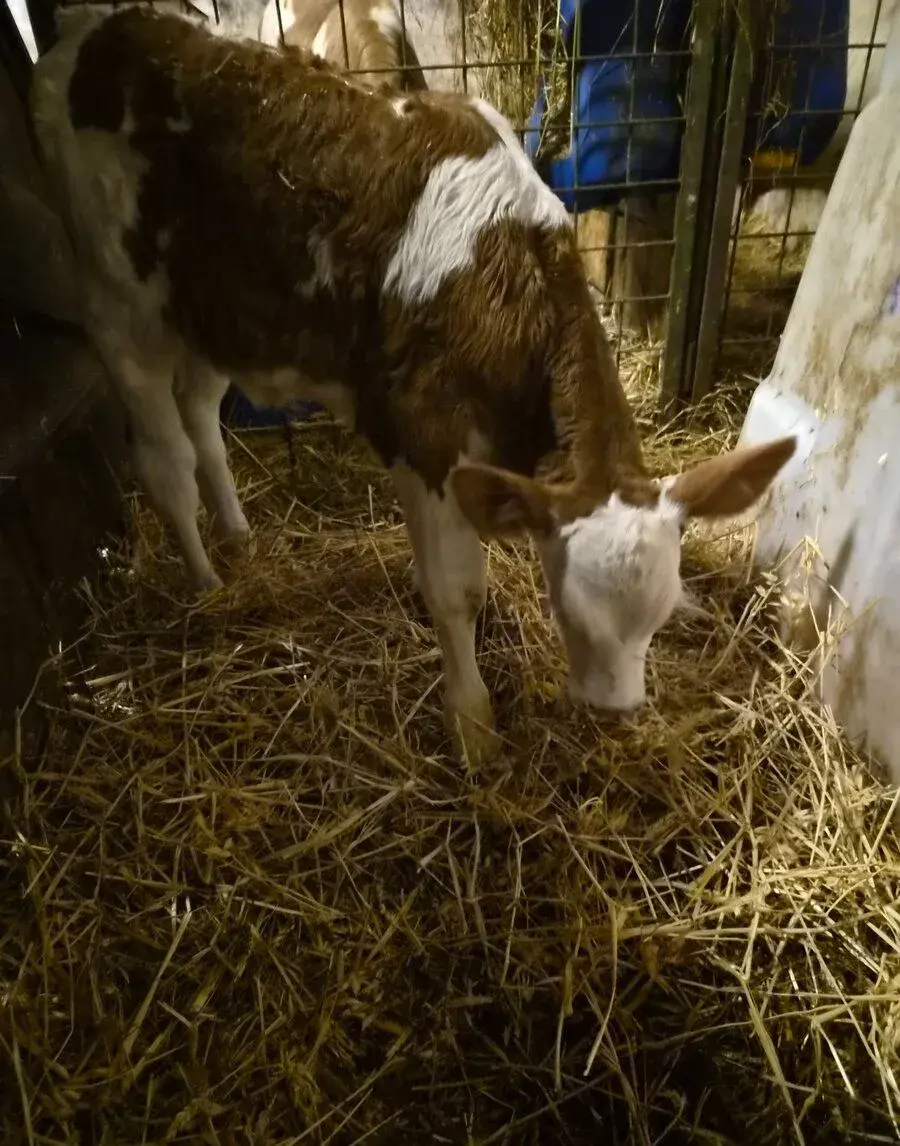 Tele jalovice Čestr