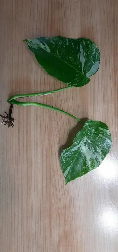 Monstera albo - různé řízky