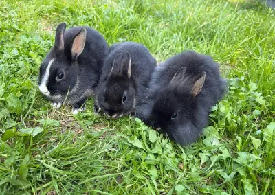 ♥️zakrslý králík 2x holka 1x kluk 🌷