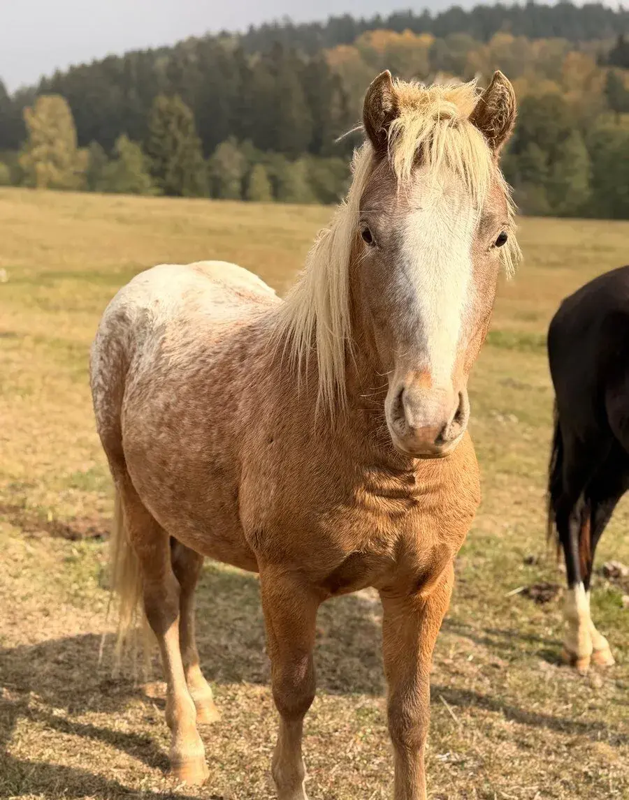 Mladé koně a pony