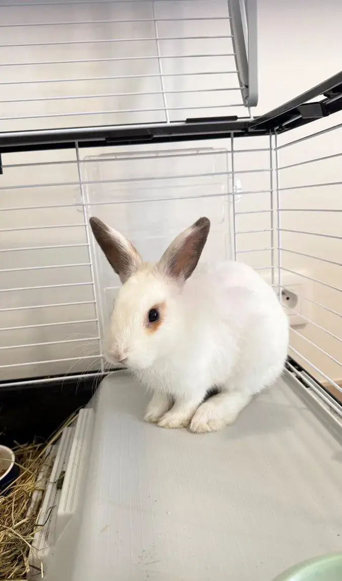 Králík 🐰