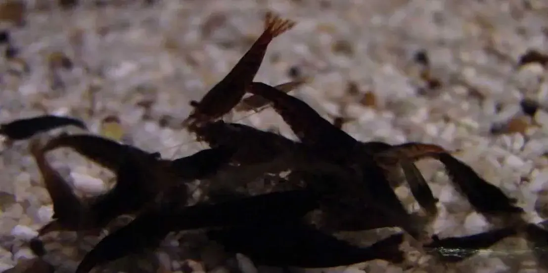 Neocaridina davidi black choco