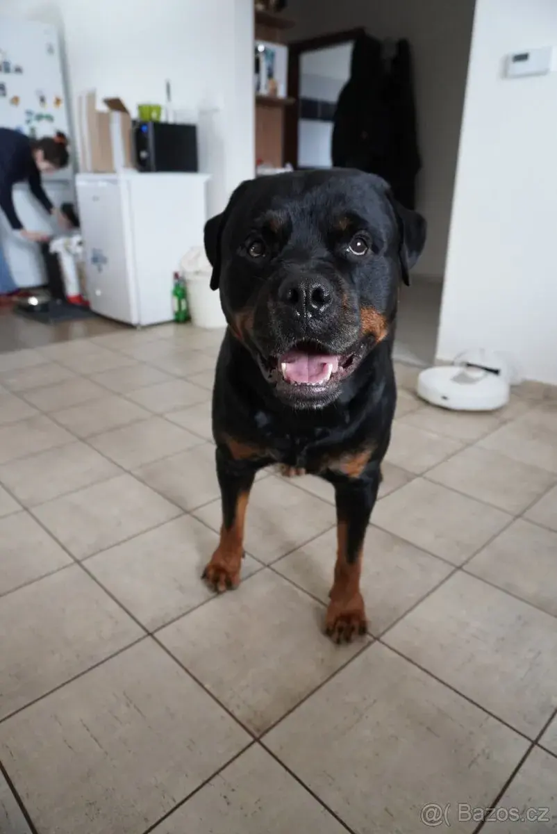 Nabídka ke krytí:Nádherný, zdravý a vyrovnaný rotvajler s PP