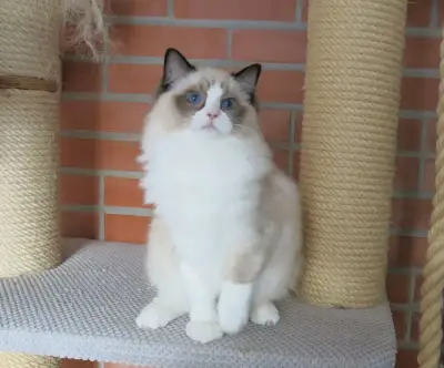 ragdoll koťátka s průkazem původu