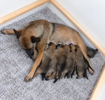 Štěňata BELGICKÉHO OVČÁKA MALINOIS bez PP