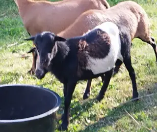Beran, kříženec dorper x kamerunská ovce