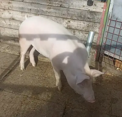 Prase na porážku domácí chov