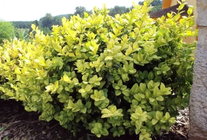 Buxus žlutý