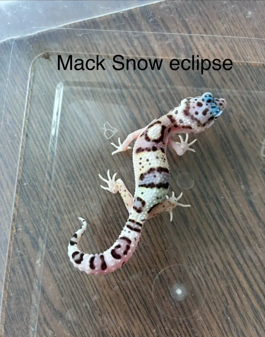 Gekončík noční