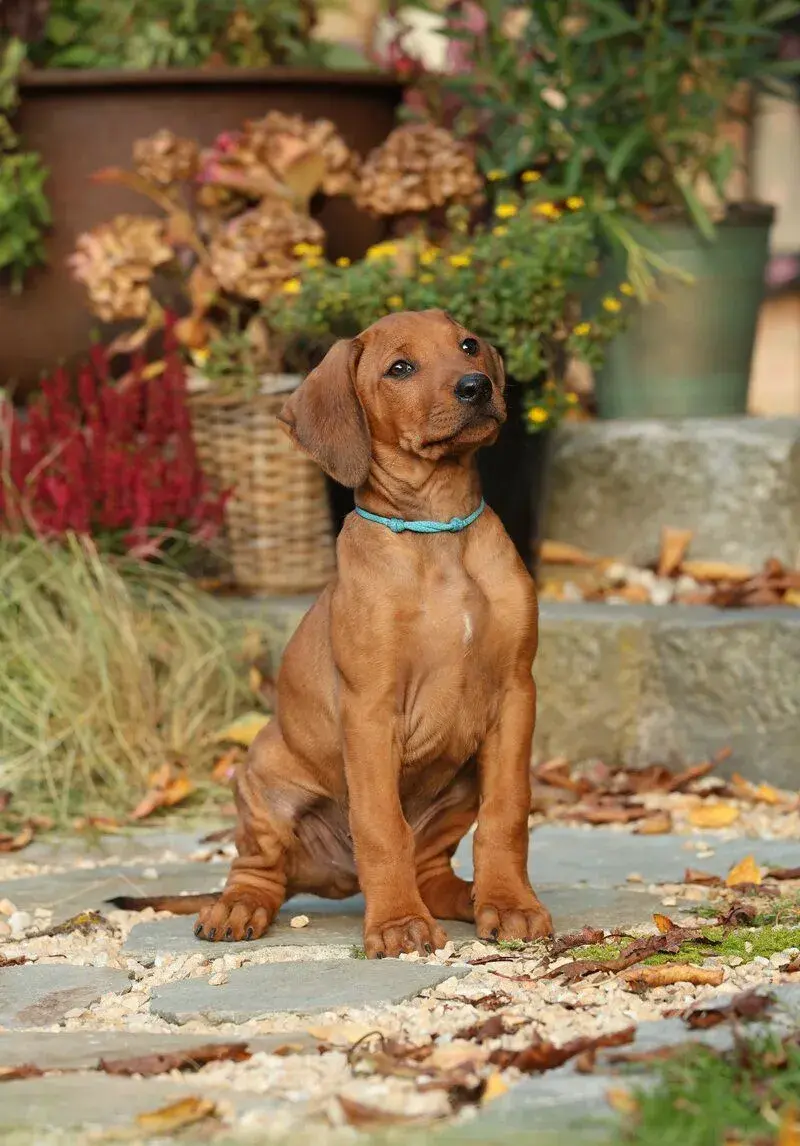 Rhodéský ridgeback - štěňátka s PP