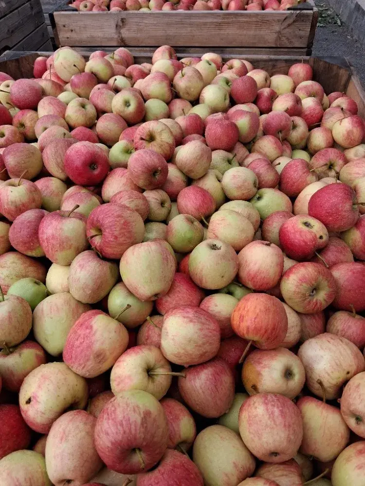 JABLKA NA KVAS 🍎 🍏 ŠVESTKY, HRUŠKY WILLIAMS