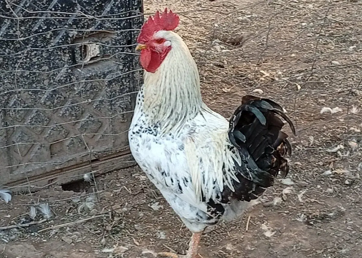 Kohouty