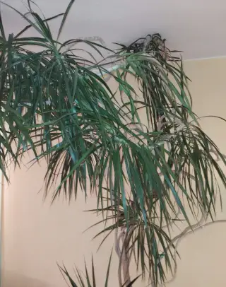 Vzrostlá pokoj. rostlina - Dracena 260cm