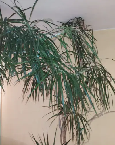 Vzrostlá pokoj. rostlina - Dracena 260cm