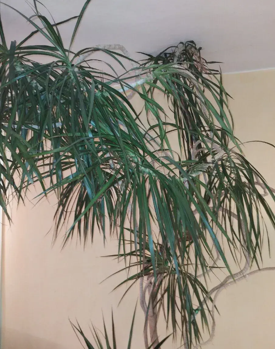 Vzrostlá pokoj. rostlina - Dracena 260cm