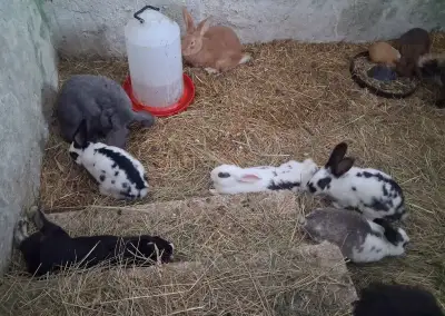 Králíci na chov