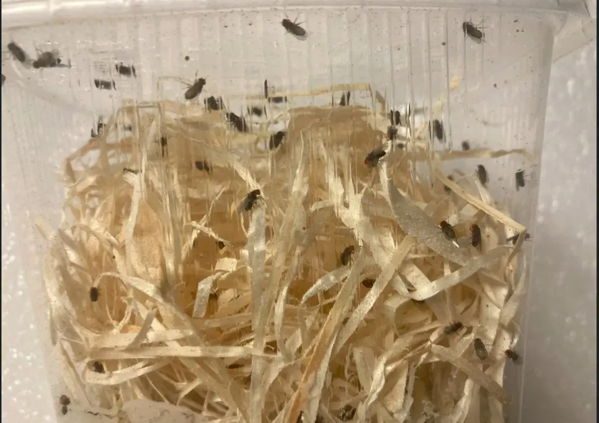 Octomilky nelétavé malé i velké Drosophila melan. a Hydei