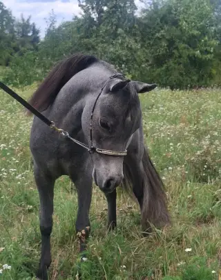 Hřebeček AMHA- minihorse