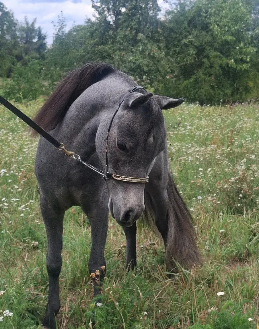 Hřebeček AMHA- minihorse