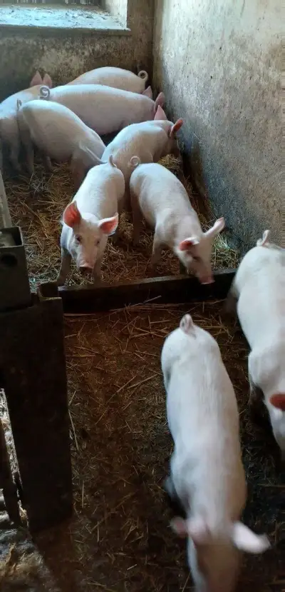 Přerostlá selata