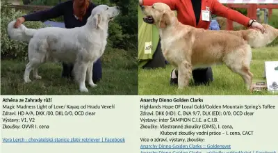 Zlatý retriever - štěňátka s PP