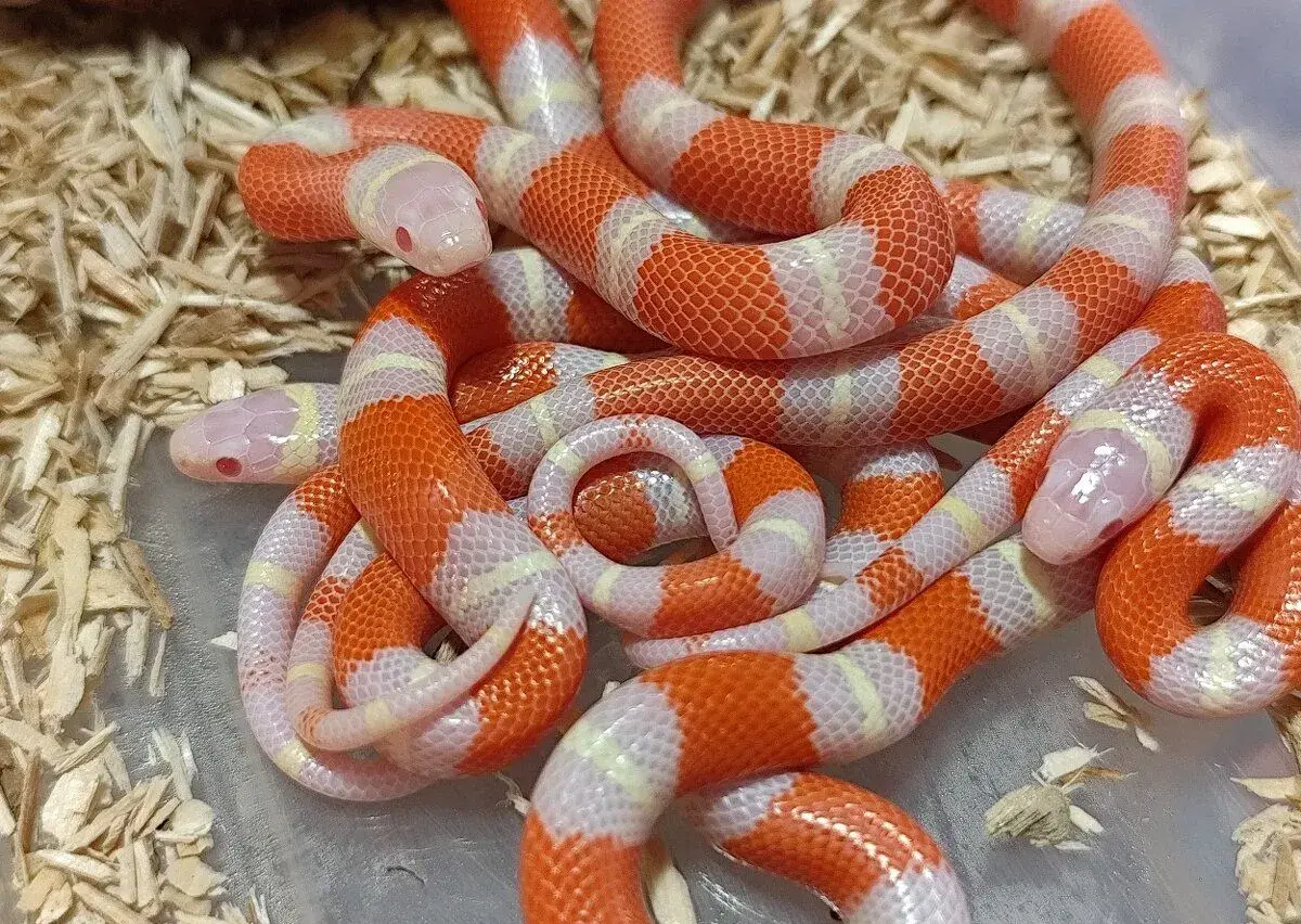 Korálovka nelsonova - L.t. nelsoni albino