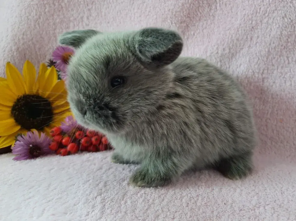Králíček zakrslý/beránek minilop