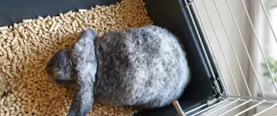 Zakrslý beránek 6 měsíců s komplet vybavenou klecí