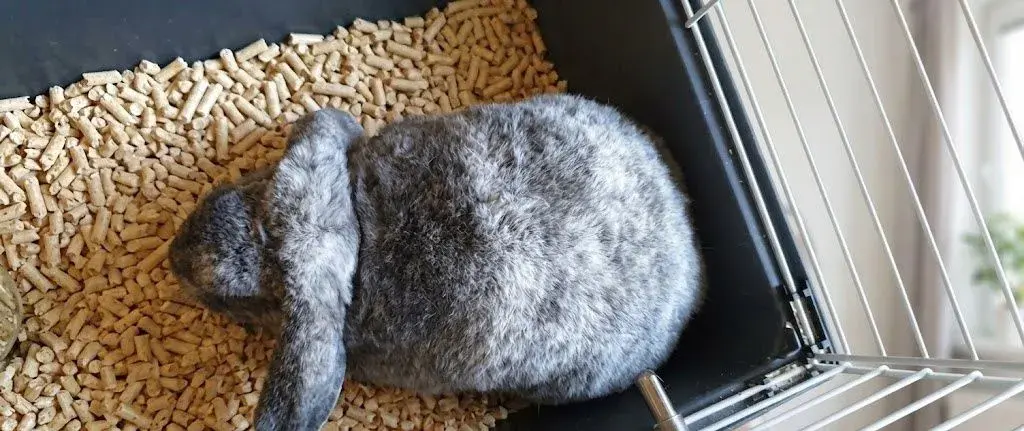 Zakrslý beránek 6 měsíců s komplet vybavenou klecí