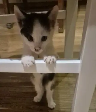 🐈 koťata do dobrých rukou Dovezeme je do nového domova
