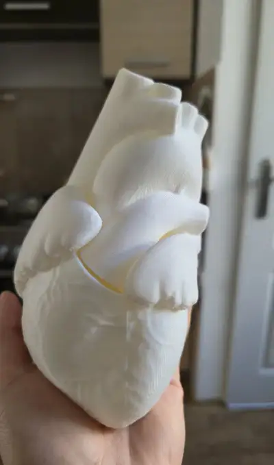 Anatomické srdce