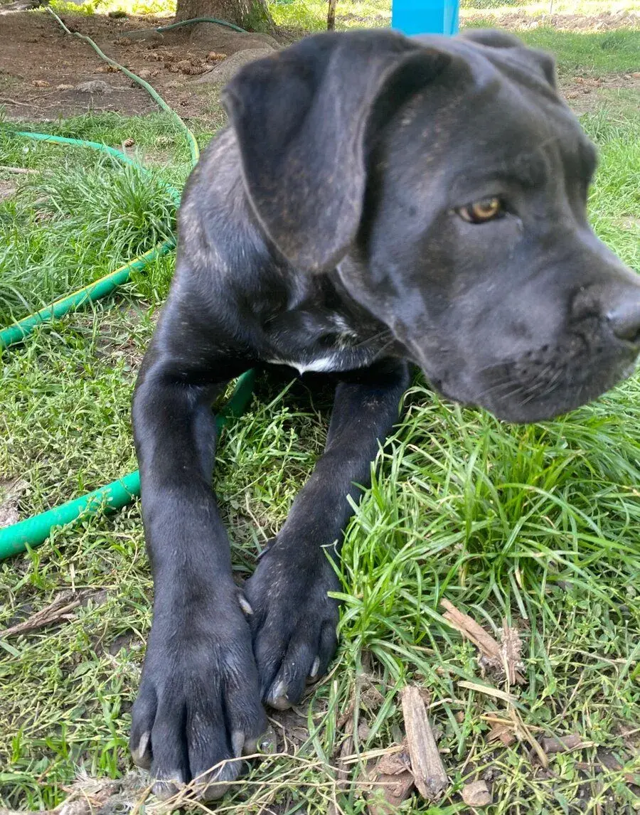 Cane corso 4 měsíce