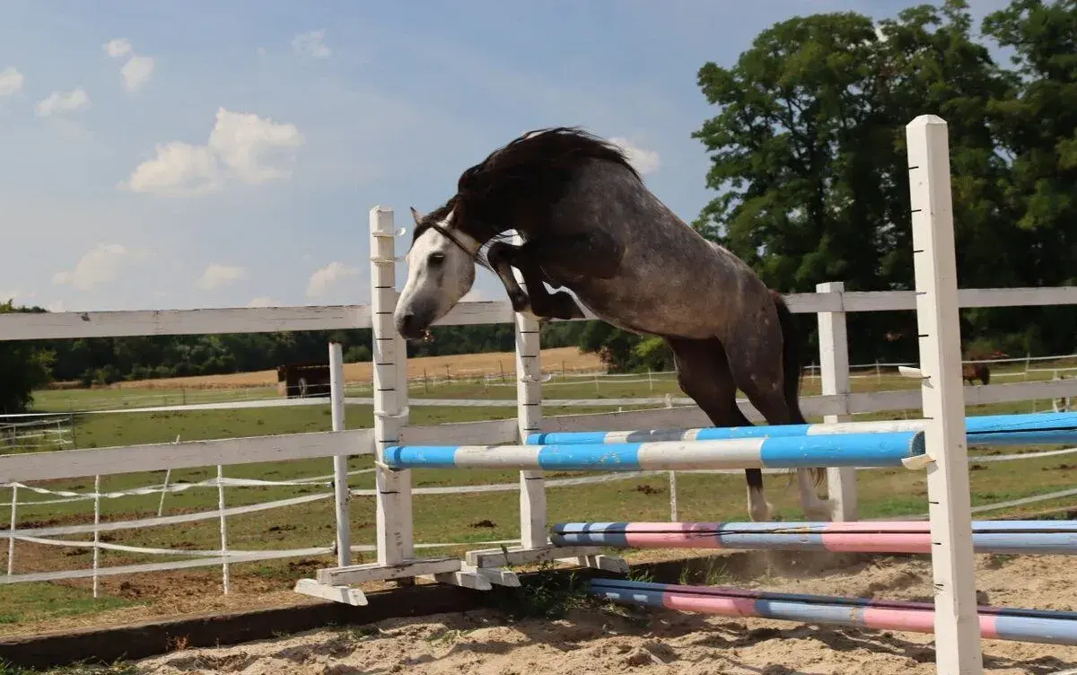 Top sportovní pony