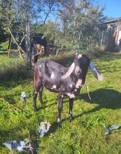 kozlík AN