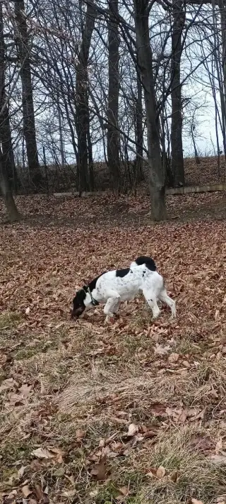 Krytí