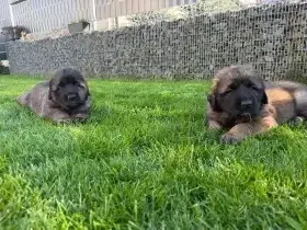 LEONBERGER S PP – KRÁSNÉ FENEČKY PO ŠAMPIONECH