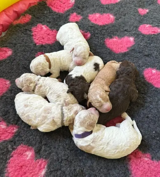 Štěňátka Lagotto Romagnolo s PP – CHS LADMANIS