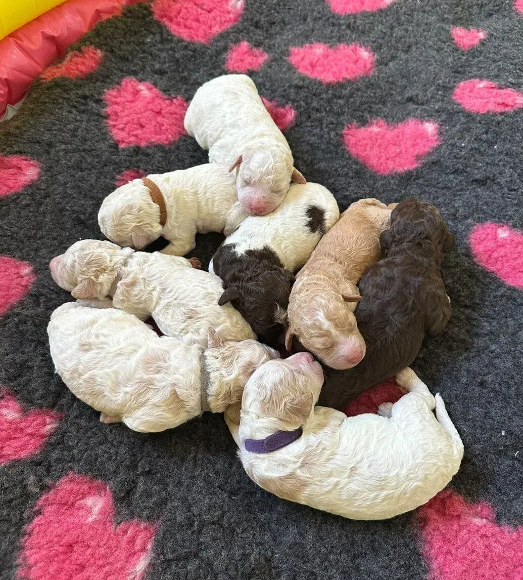 Štěňátka Lagotto Romagnolo s PP – CHS LADMANIS