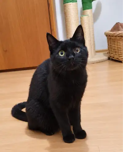 Mazlík